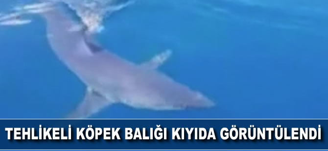 GKRY'de tehlikeli köpek balığı kıyıda görüntülendi