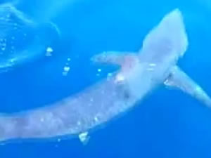 GKRY'de tehlikeli köpek balığı kıyıda görüntülendi