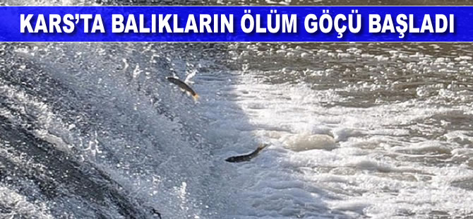 Kars'ta balıkların ölüm göçü başladı