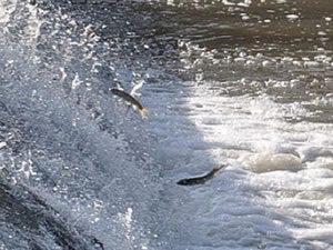 Kars'ta balıkların ölüm göçü başladı