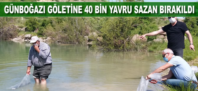 Günboğazı göletine 40 bin yavru sazan bırakıldı