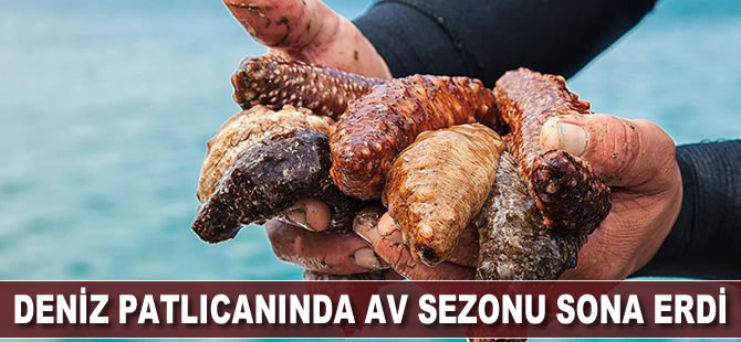 Deniz patlıcanında av sezonu sona erdi
