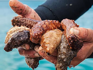 Deniz patlıcanında av sezonu sona erdi