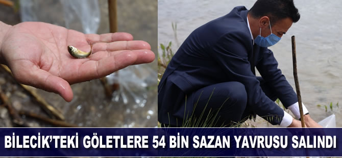 Bilecik’teki 9 gölete 54 bin sazan yavrusu salındı