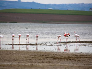 Flamingolardan Gölbaşı semalarında görsel şölen