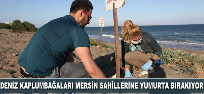 Deniz kaplumbağaları Mersin sahillerine yumurta bırakmaya başladı