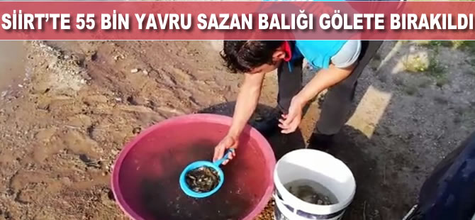 Siirt’te 55 bin yavru pullu sazan balığı gölete bırakıldı
