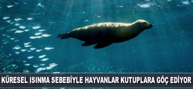 Küresel ısınma sebebiyle hayvanlar kutuplara göç ediyor