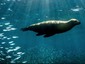 Küresel ısınma sebebiyle hayvanlar kutuplara göç ediyor