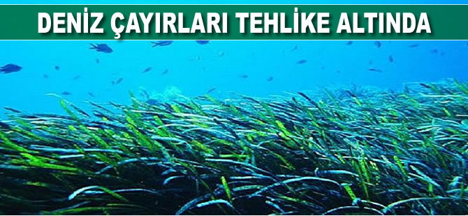 Deniz çayırları tehlike altında