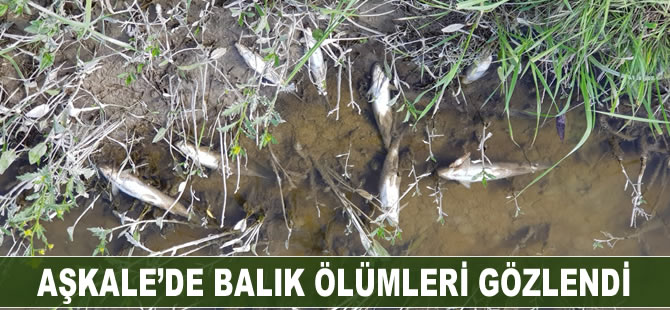 Aşkale'de balık ölümleri gözlendi