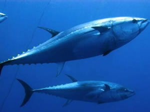 Mavi yüzgeçli orkinos avcılığı başladı