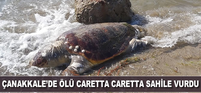 Çanakkale’de ölü caretta caretta sahile vurdu