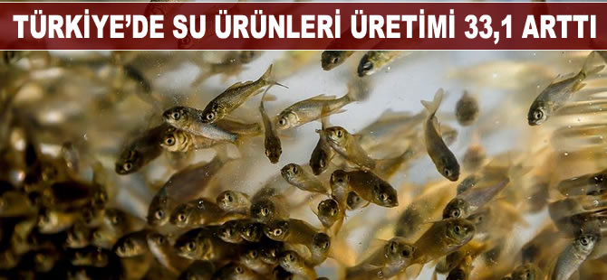 Türkiye’de su ürünleri üretimi 2019 yılında yüzde 33,1 arttı