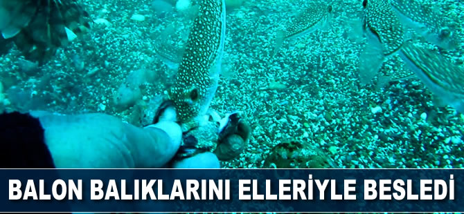 Balon Balığı sürüsünü elleriyle besledi