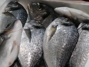 Tezgahları kültür balıkları süslüyor
