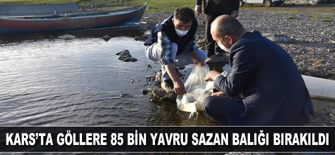 Kars’ta göllere 85 bin yavru sazan balığı bırakıldı