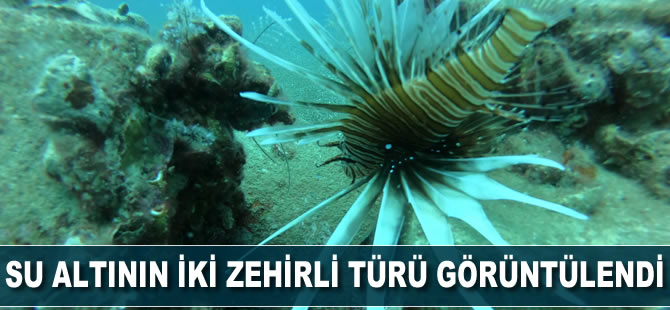 Su altının iki zehirli türü bir arada görüntülendi