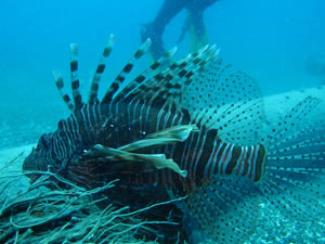 Su altının iki zehirli türü bir arada görüntülendi