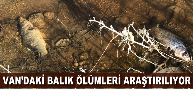 Van'daki balık ölümleri araştırılıyor