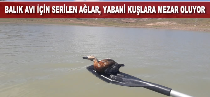 Yasa dışı balık avı için serilen ağlar yabani kuşlara mezar oluyor