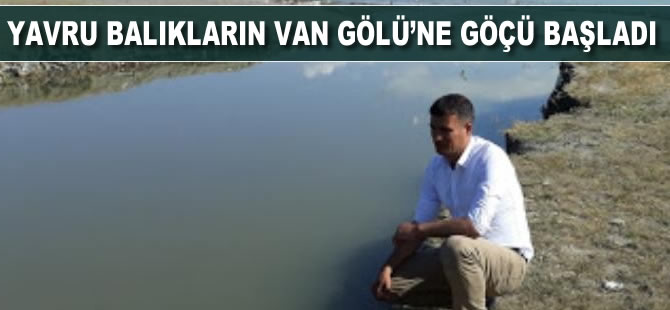 Yavru balıkların Van Gölü’ne göçü başladı