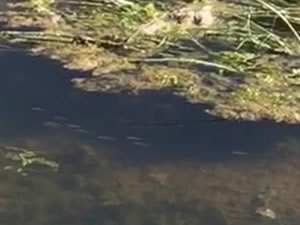 Yavru balıkların Van Gölü’ne göçü başladı