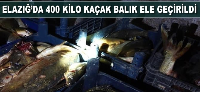 Elazığ'da 400 kilo kaçak balık ele geçirildi