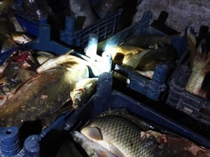 Elazığ'da 400 kilo kaçak balık ele geçirildi