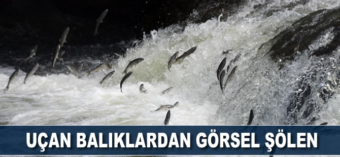 Uçan balık 'İnci Kefali'nden görsel şölen