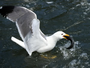 Uçan balık 'İnci Kefali'nden görsel şölen