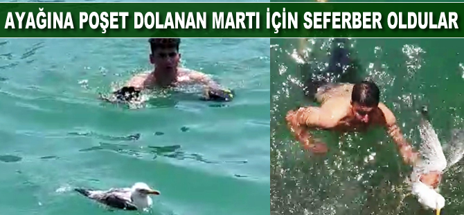 Ayağına poşet dolanan martı için seferber oldular