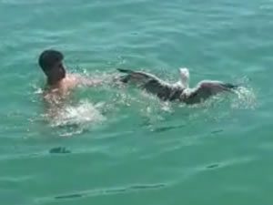 Ayağına poşet dolanan martı için seferber oldular