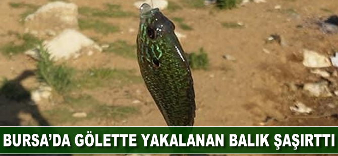 Bursa’da gölette yakalanan balık şaşırttı