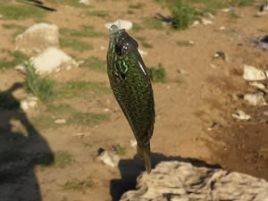 Bursa’da gölette yakalanan balık şaşırttı