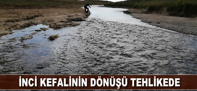 İnci kefalinin dönüşü tehlikede