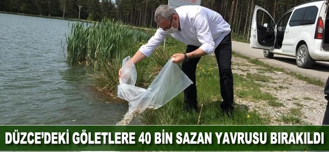 Düzce’deki göletlere 40 bin sazan yavrusu bırakıldı