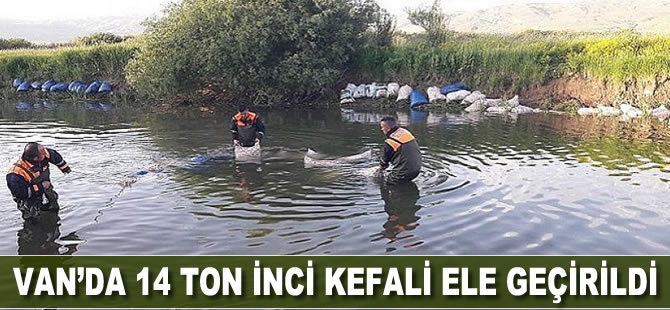 Van’da kaçak avlanmış 14 ton inci kefali ele geçirildi