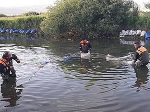 Van’da kaçak avlanmış 14 ton inci kefali ele geçirildi