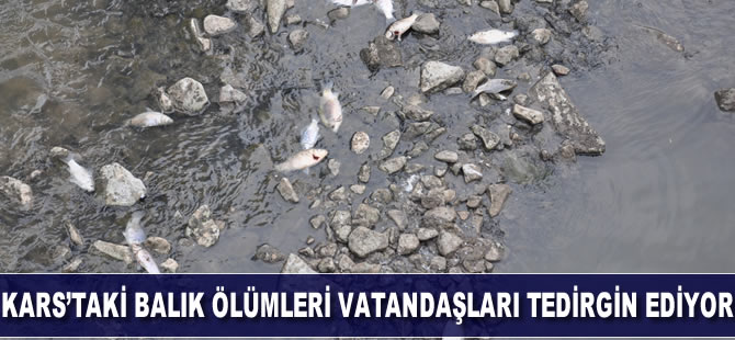 Kars'taki yüzlerce balık ölümü vatandaşları tedirgin ediyor