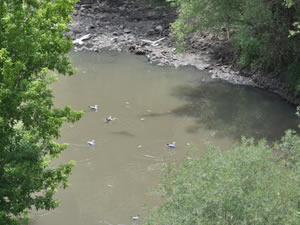 Kars'taki yüzlerce balık ölümü vatandaşları tedirgin ediyor