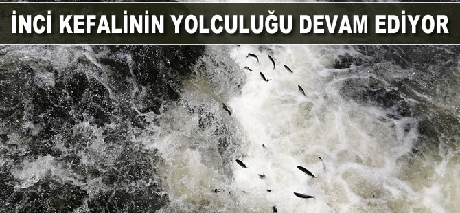 İnci kefalinin yolculuğu devam ediyor