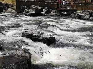 İnci kefalinin yolculuğu devam ediyor