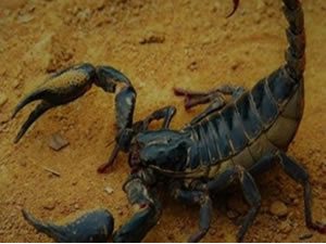 İzinsiz yakalayanlara 368 bin liraya kadar ceza