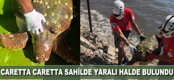 Nesli tükenmekte olan deniz canlısı sahilde yaralı halde bulundu