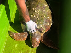 Nesli tükenmekte olan deniz canlısı sahilde yaralı halde bulundu