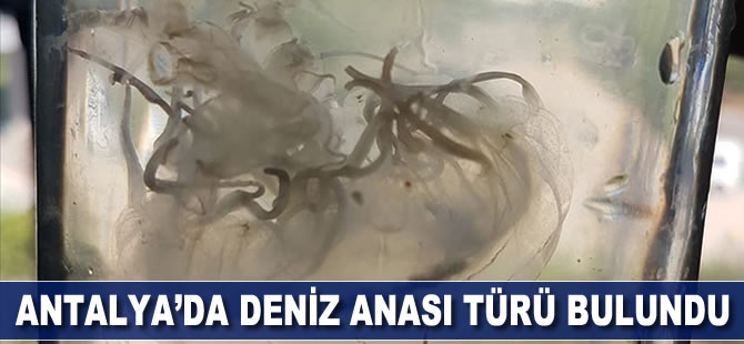 Antalya'da deniz anası türü bulundu