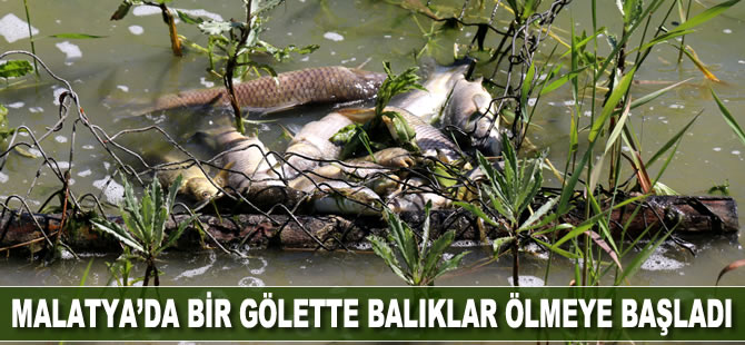 Malatya'da bir gölette balıklar ölmeye başladı