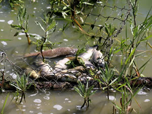 Malatya'da bir gölette balıklar ölmeye başladı