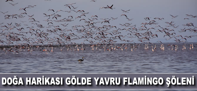 Doğa harikası Tuz Gölü’nde yavru flamingo şöleni